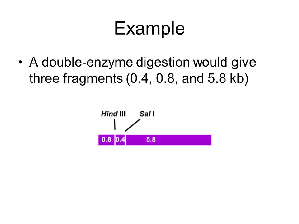 Example A double-enzyme digestion would give three fragments (0.4, 0.8, and 5.8 kb)