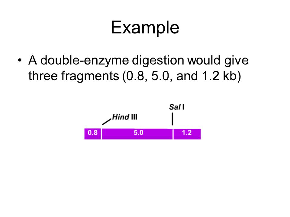 Example A double-enzyme digestion would give three fragments (0.8, 5.0, and 1.2 kb)