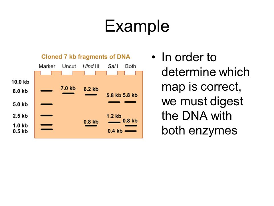 Example In order to determine which map is correct, we must digest the DNA with both enzymes