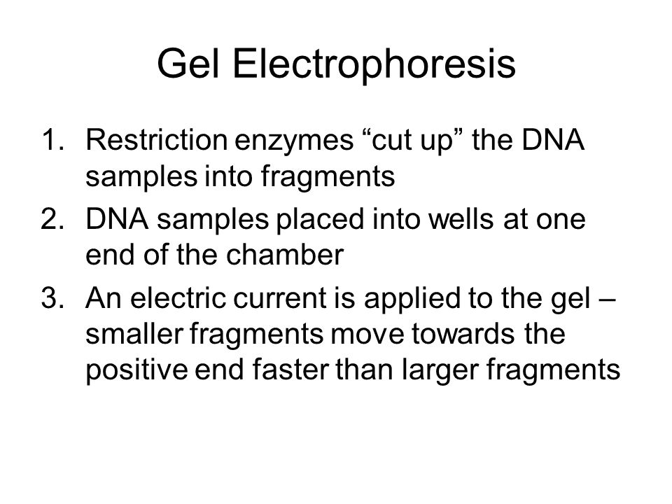 Gel Electrophoresis Restriction enzymes cut up the DNA samples into fragments. DNA samples placed into wells at one end of the chamber.