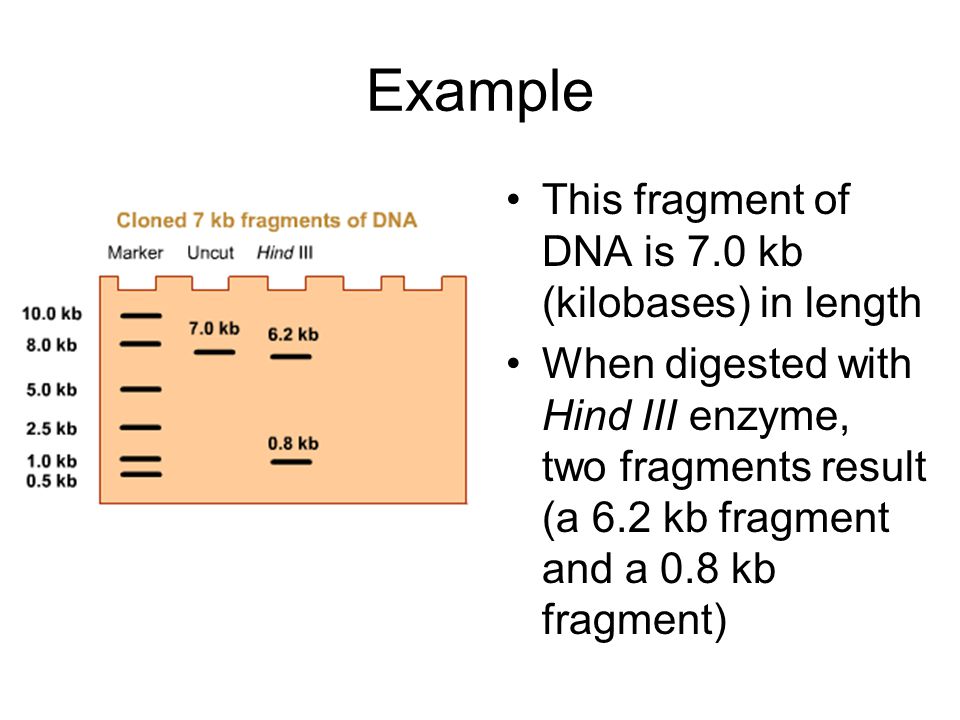 Example This fragment of DNA is 7.0 kb (kilobases) in length