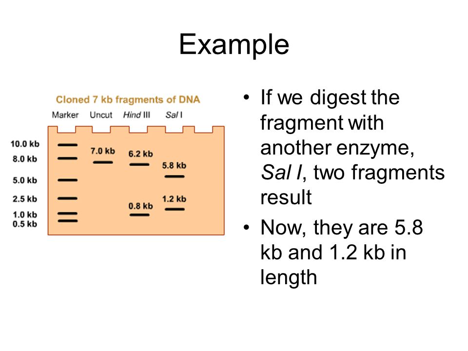 Example If we digest the fragment with another enzyme, Sal I, two fragments result.