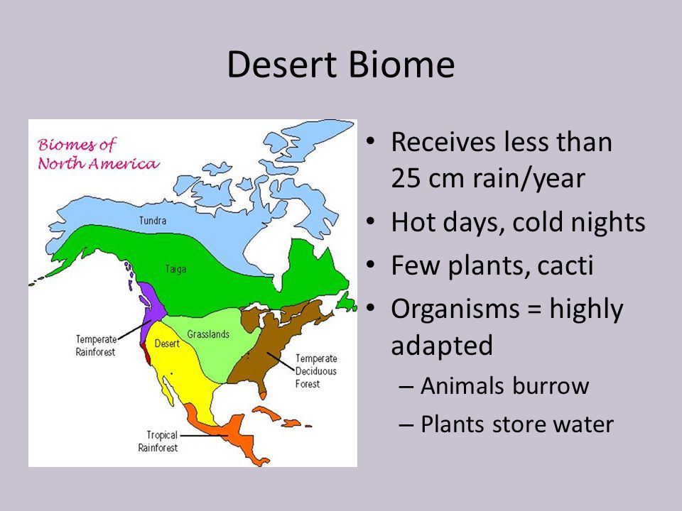 Desert Biome Receives less than 25 cm rain/year Hot days, cold nights
