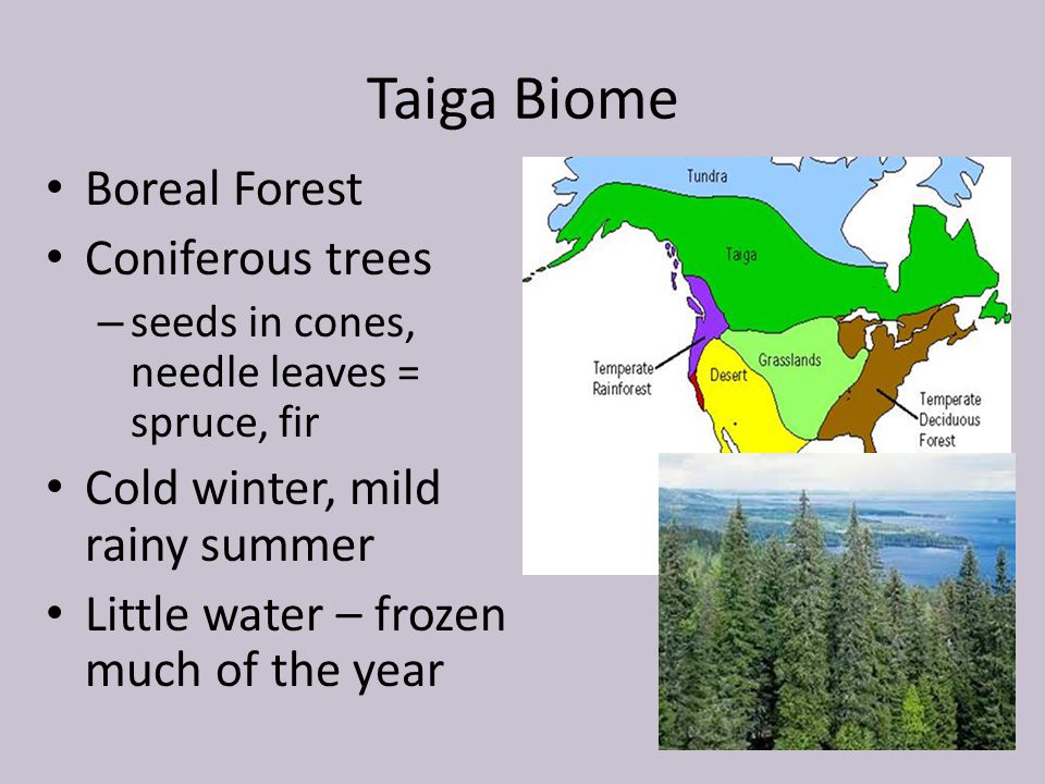 Taiga Biome Boreal Forest Coniferous trees