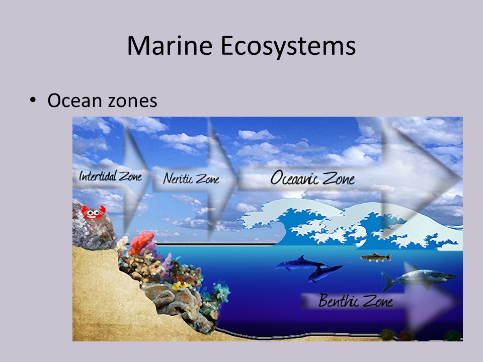 Marine Ecosystems Ocean zones