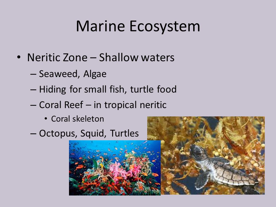Marine Ecosystem Neritic Zone – Shallow waters Seaweed, Algae