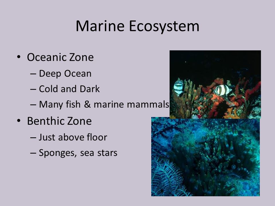 Marine Ecosystem Oceanic Zone Benthic Zone Deep Ocean Cold and Dark