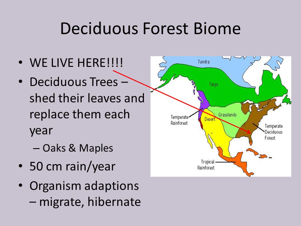Deciduous Forest Biome