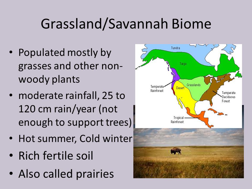 Grassland/Savannah Biome
