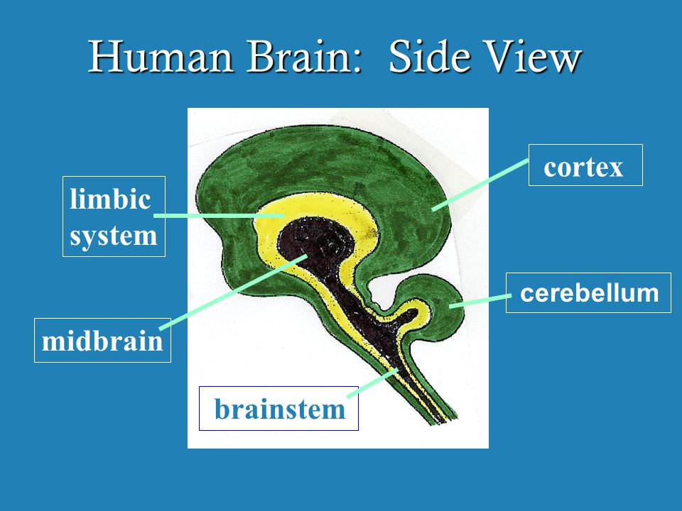 Human Brain: Side View cortex limbic system midbrain brainstem