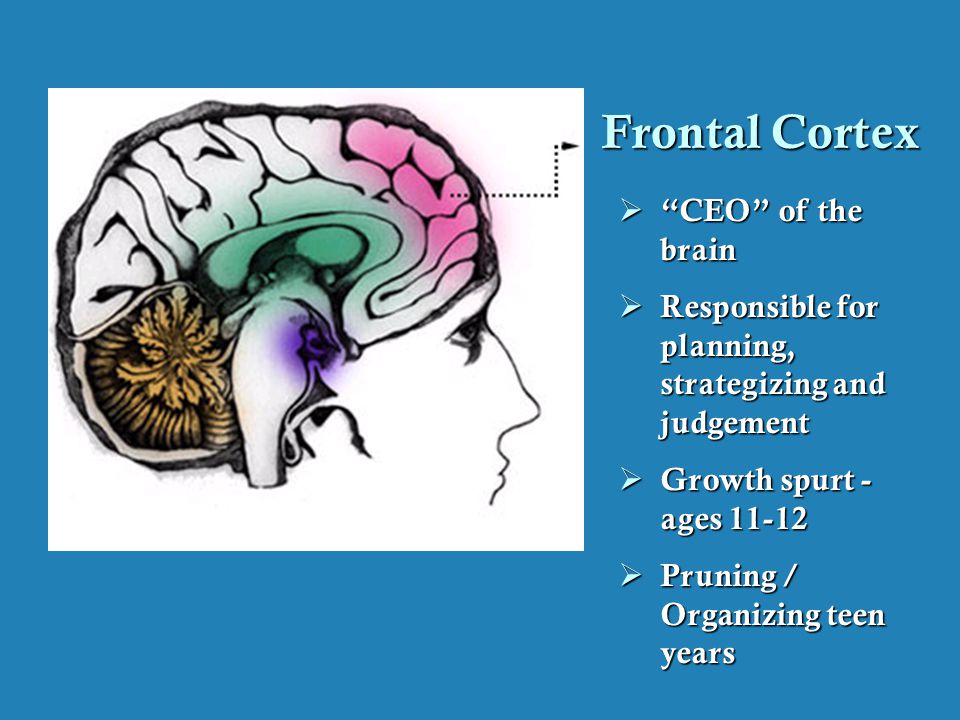 Frontal Cortex CEO of the brain