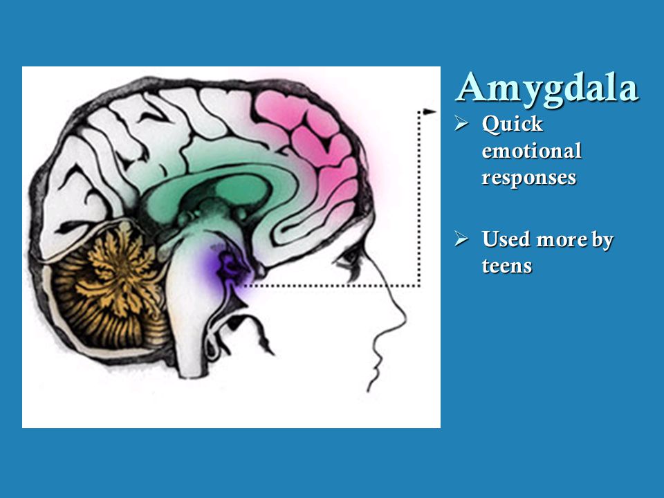 Amygdala Quick emotional responses Used more by teens