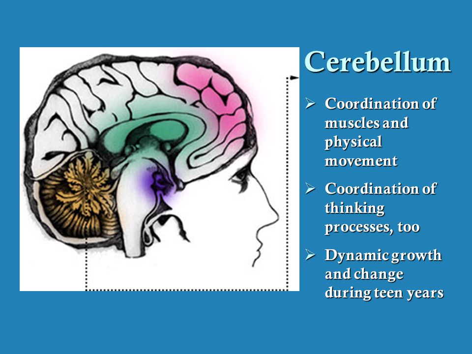 Cerebellum Coordination of muscles and physical movement