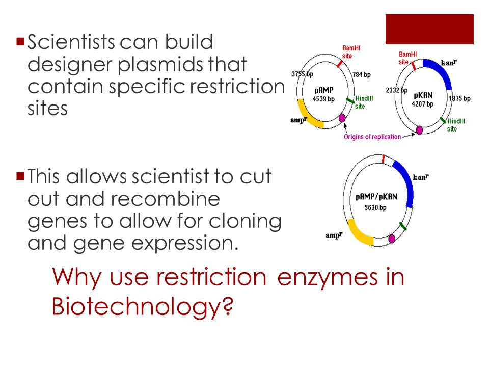 Why use restriction enzymes in Biotechnology