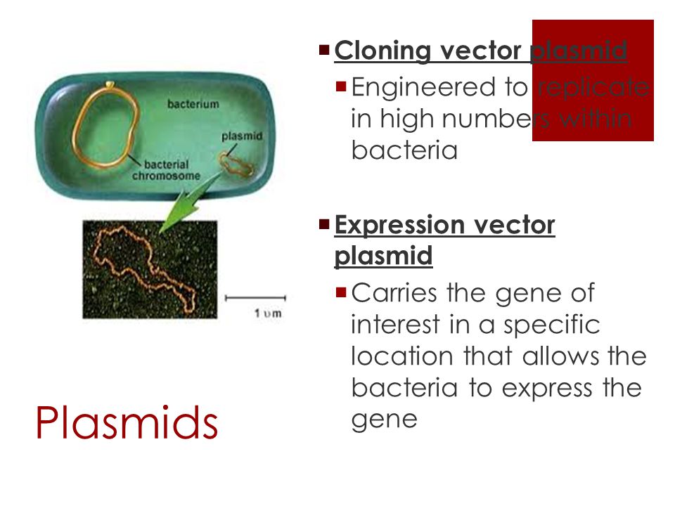 Plasmids Cloning vector plasmid