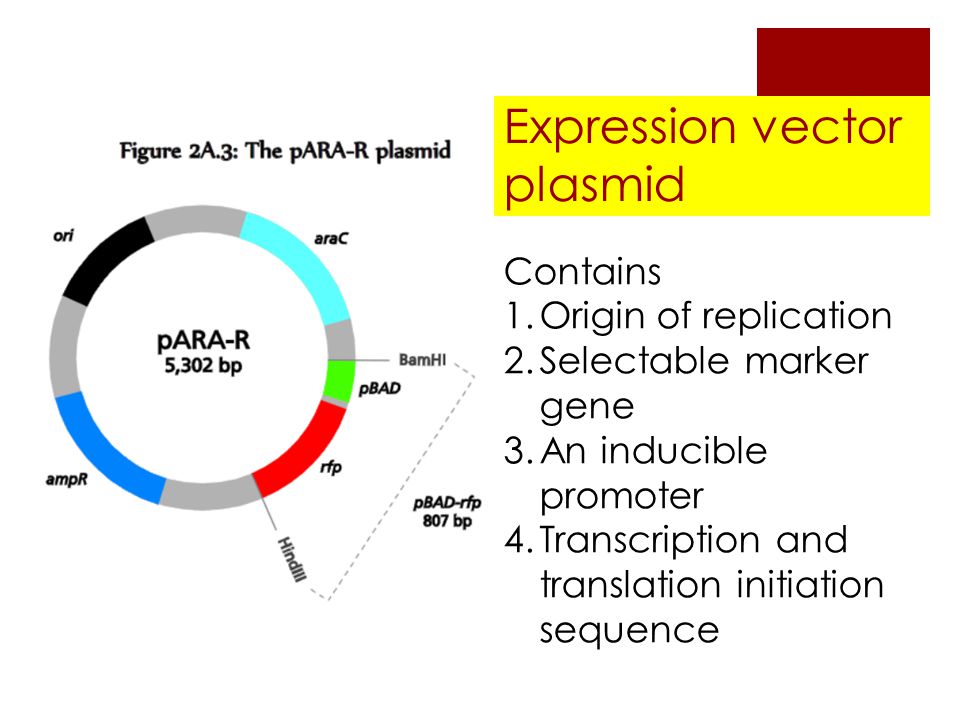 Expression vector plasmid