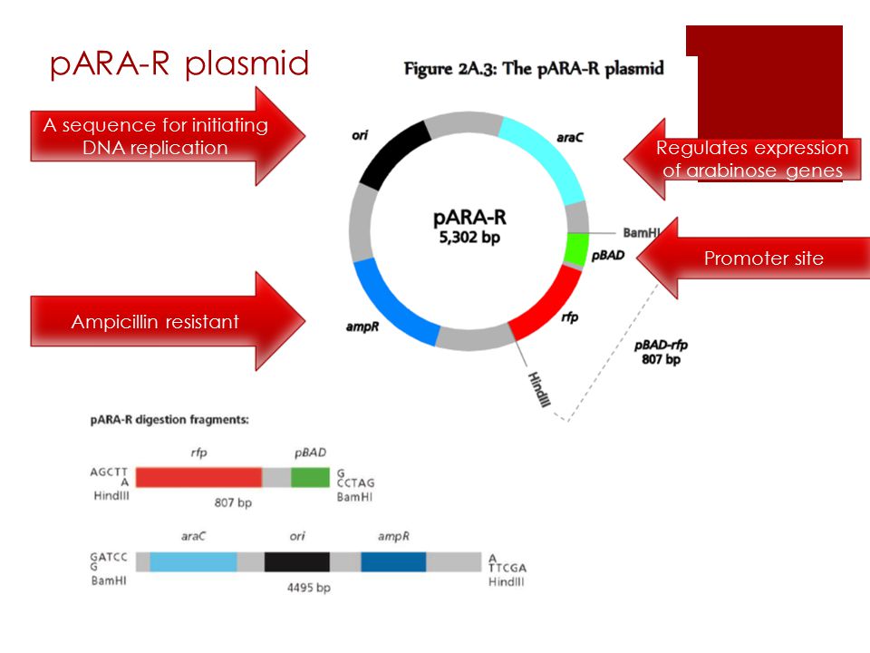 pARA-R plasmid A sequence for initiating DNA replication