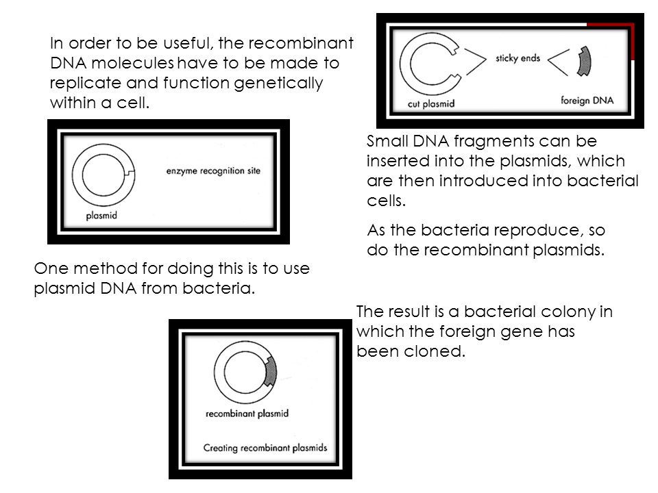 In order to be useful, the recombinant DNA molecules have to be made to replicate and function genetically within a cell.