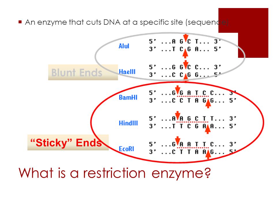 What is a restriction enzyme