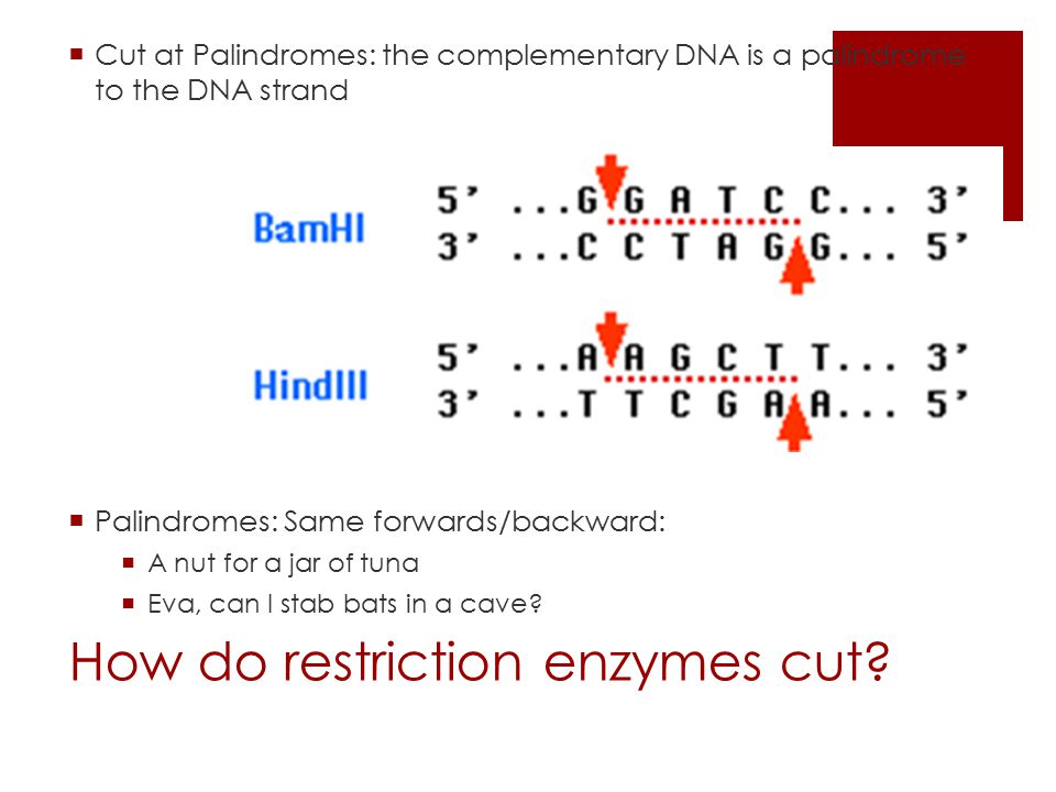 How do restriction enzymes cut