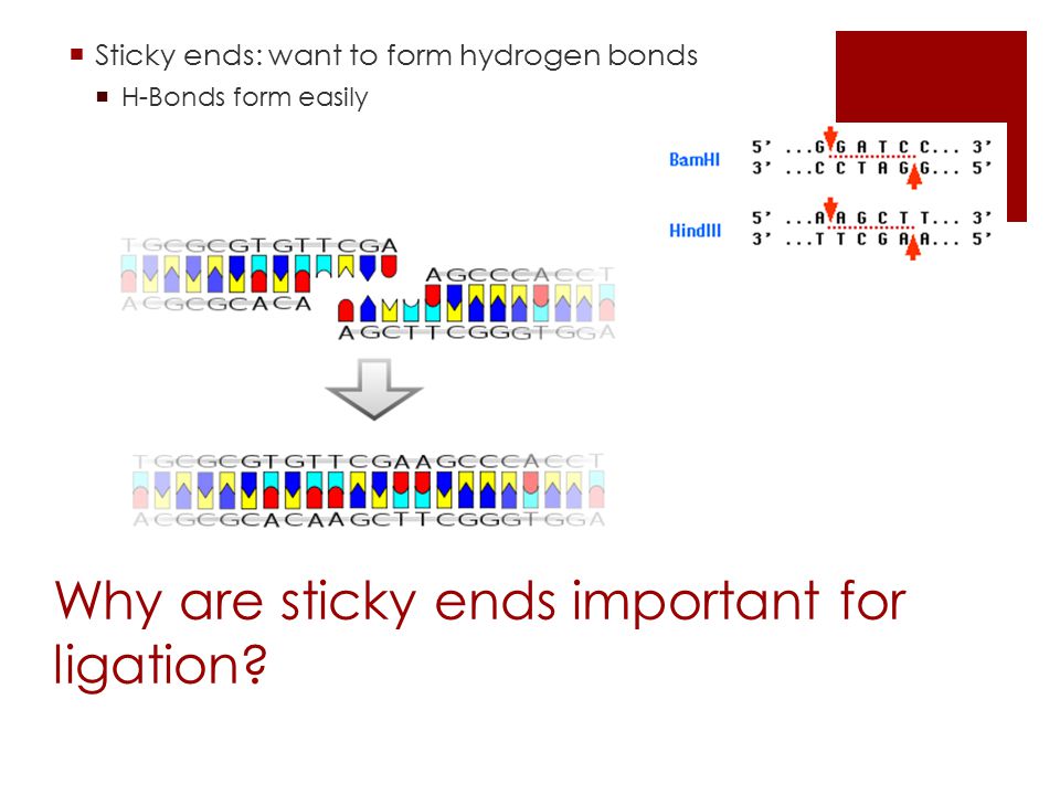 Why are sticky ends important for ligation