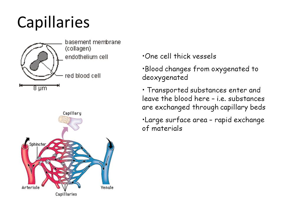 Capillaries One cell thick vessels