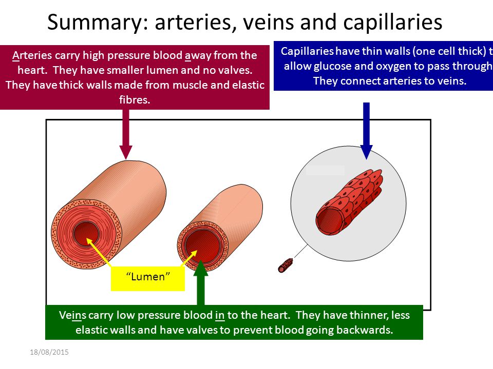 Summary: arteries, veins and capillaries