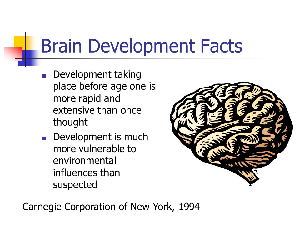 Brain Development Facts