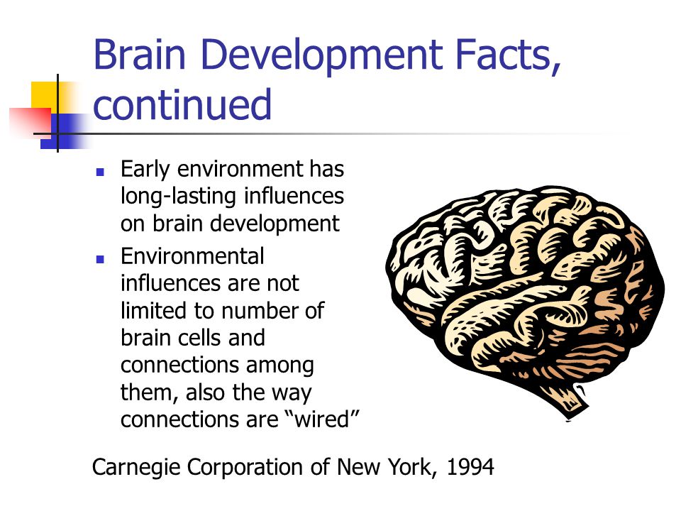 Brain Development Facts, continued