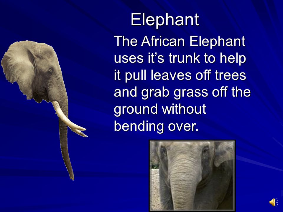 Elephant The African Elephant uses it’s trunk to help it pull leaves off trees and grab grass off the ground without bending over.