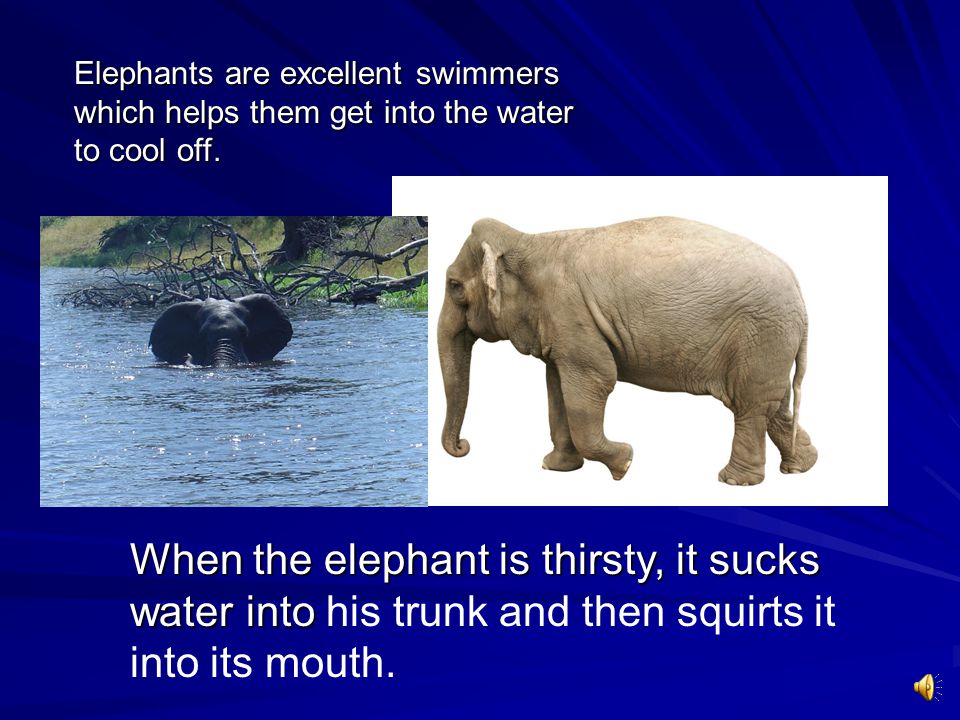 Elephants are excellent swimmers which helps them get into the water to cool off.
