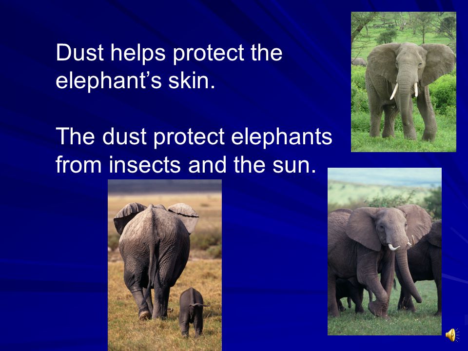 Dust helps protect the elephant’s skin.