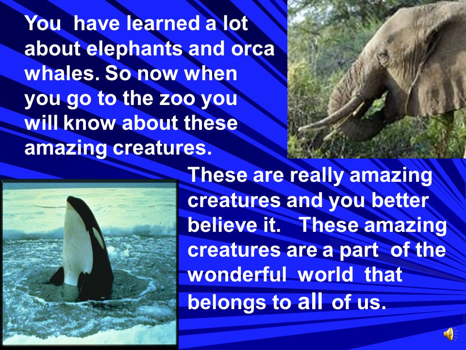 You have learned a lot about elephants and orca whales
