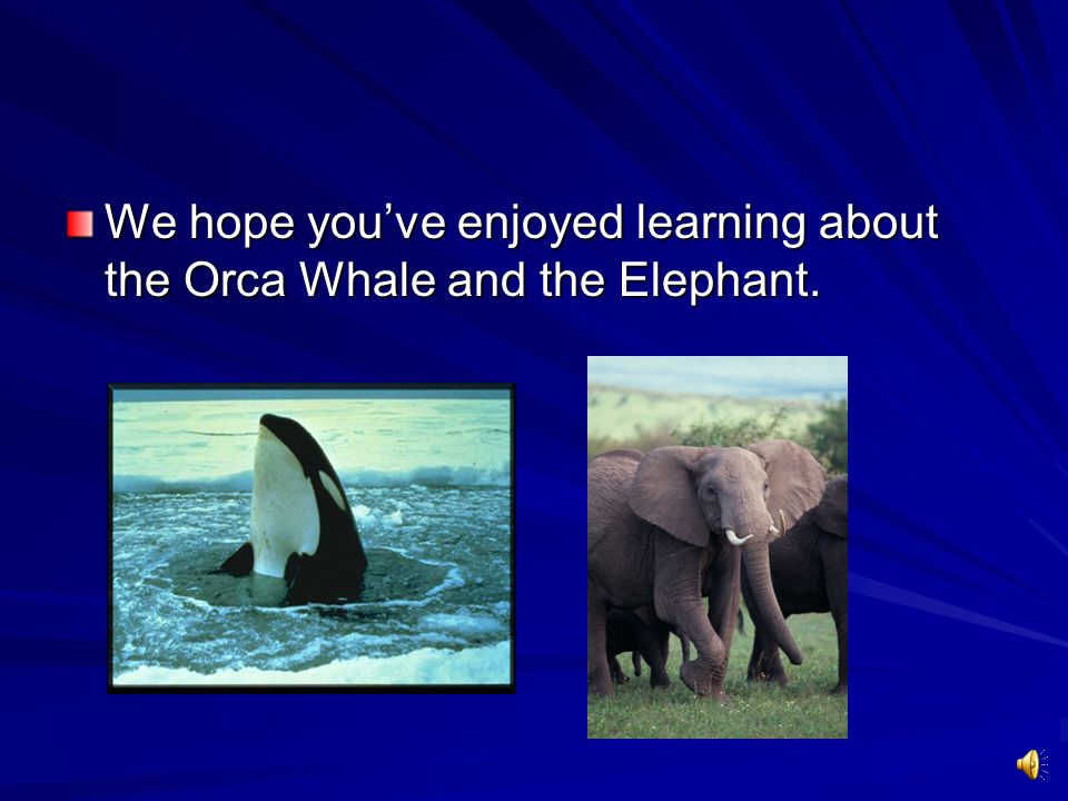 We hope you’ve enjoyed learning about the Orca Whale and the Elephant.