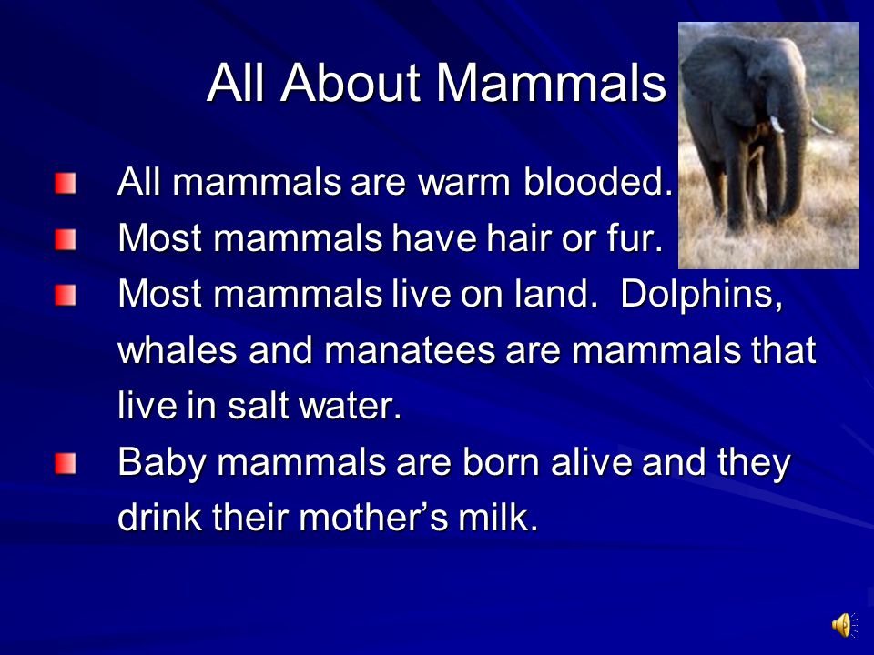 All About Mammals All mammals are warm blooded.