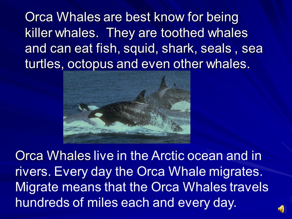 Orca Whales are best know for being killer whales