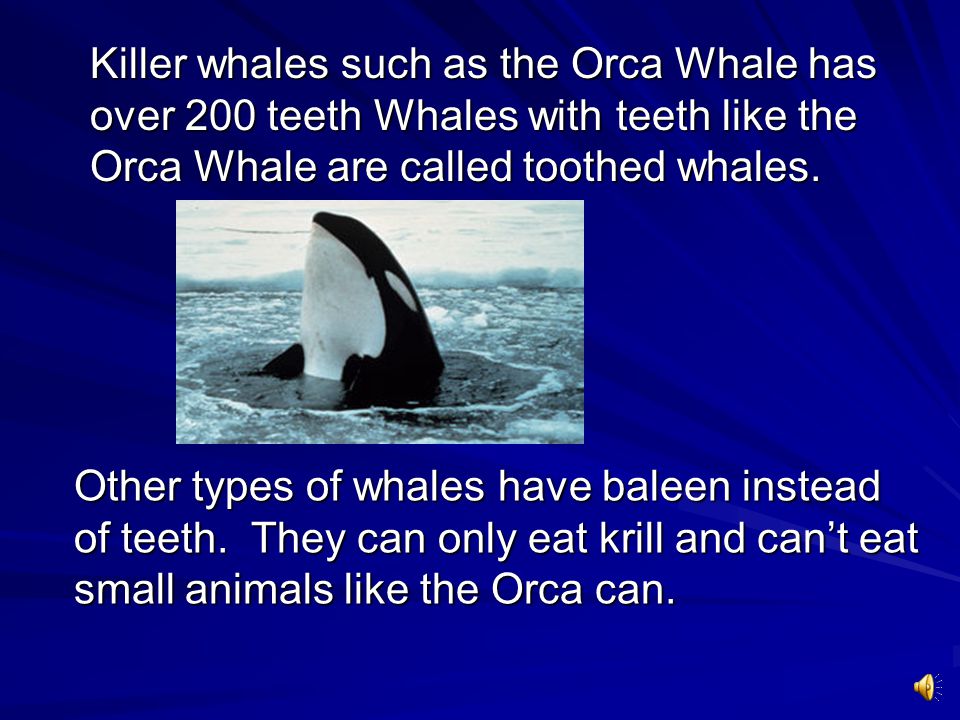 Killer whales such as the Orca Whale has over 200 teeth Whales with teeth like the Orca Whale are called toothed whales.