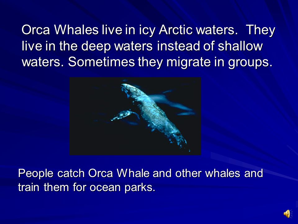 Orca Whales live in icy Arctic waters