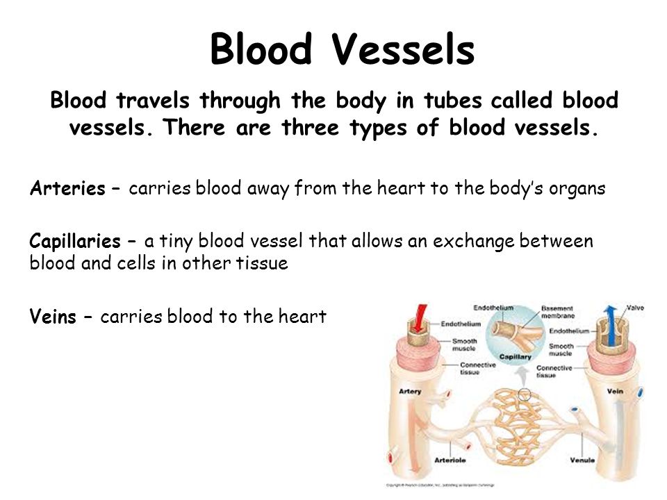 Blood Vessels Blood travels through the body in tubes called blood vessels. There are three types of blood vessels.