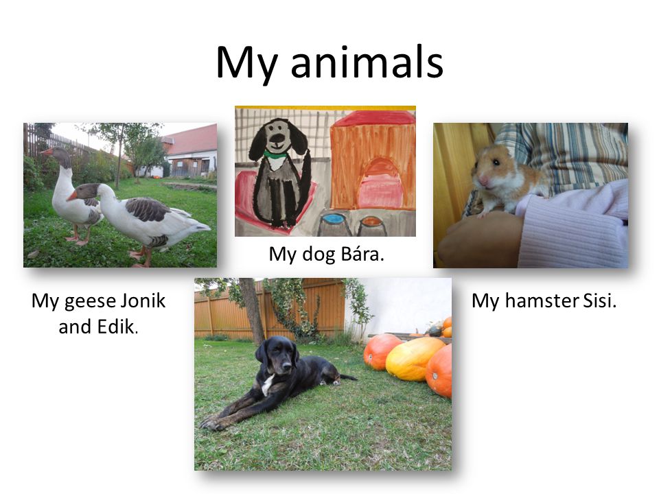 My animals My dog Bára. My geese Jonik and Edik. My hamster Sisi.