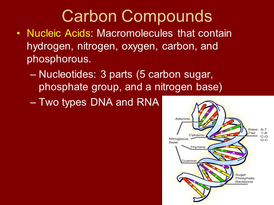 Carbon Compounds Nucleic Acids: Macromolecules that contain hydrogen, nitrogen, oxygen, carbon, and phosphorous.
