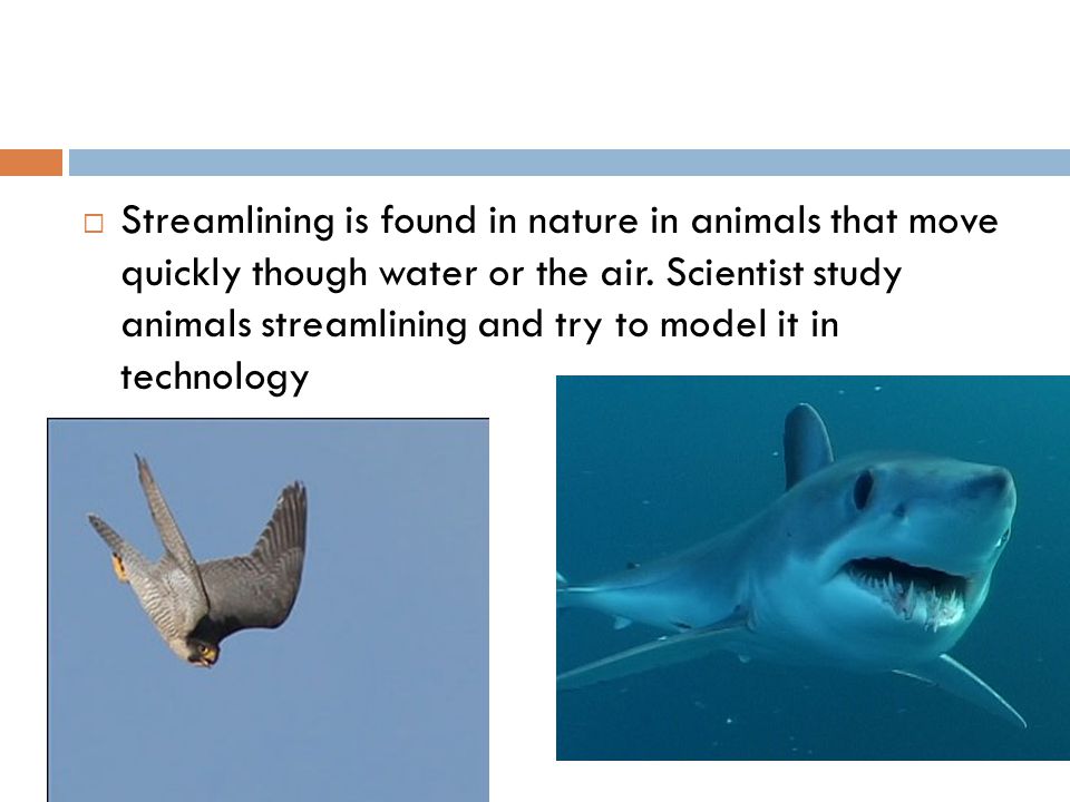 Streamlining is found in nature in animals that move quickly though water or the air.