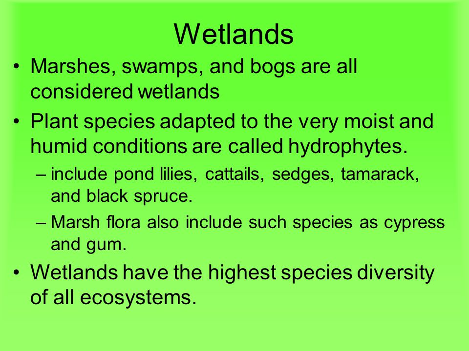 Wetlands Marshes, swamps, and bogs are all considered wetlands