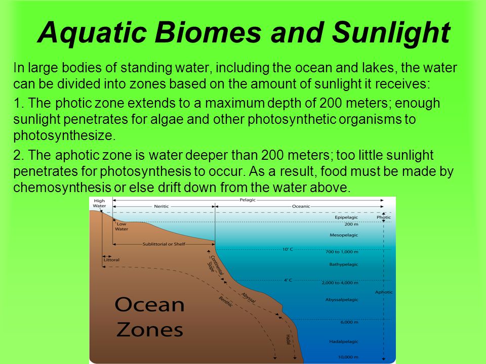 Aquatic Biomes and Sunlight