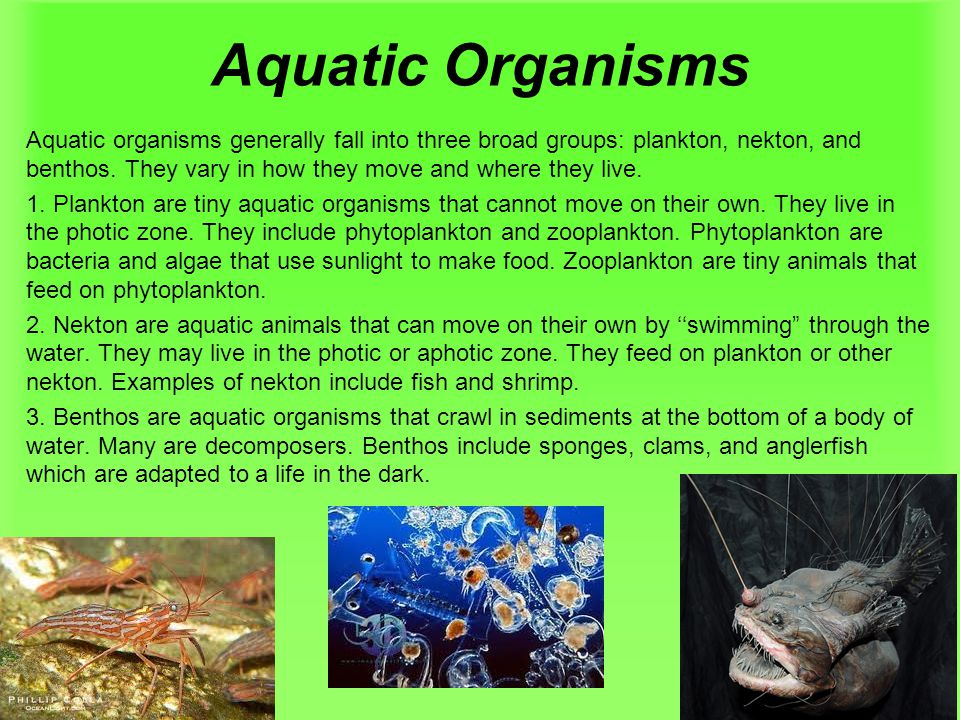 Aquatic Organisms