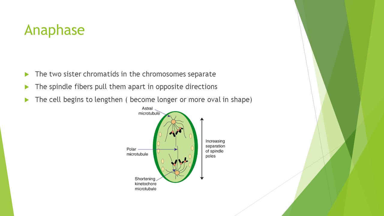 Anaphase The two sister chromatids in the chromosomes separate