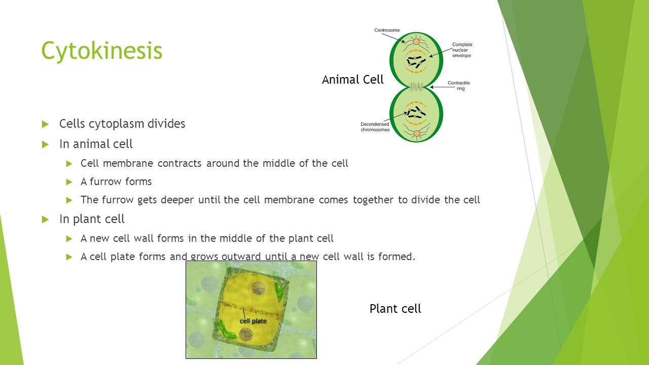 Cytokinesis Animal Cell Cells cytoplasm divides In animal cell