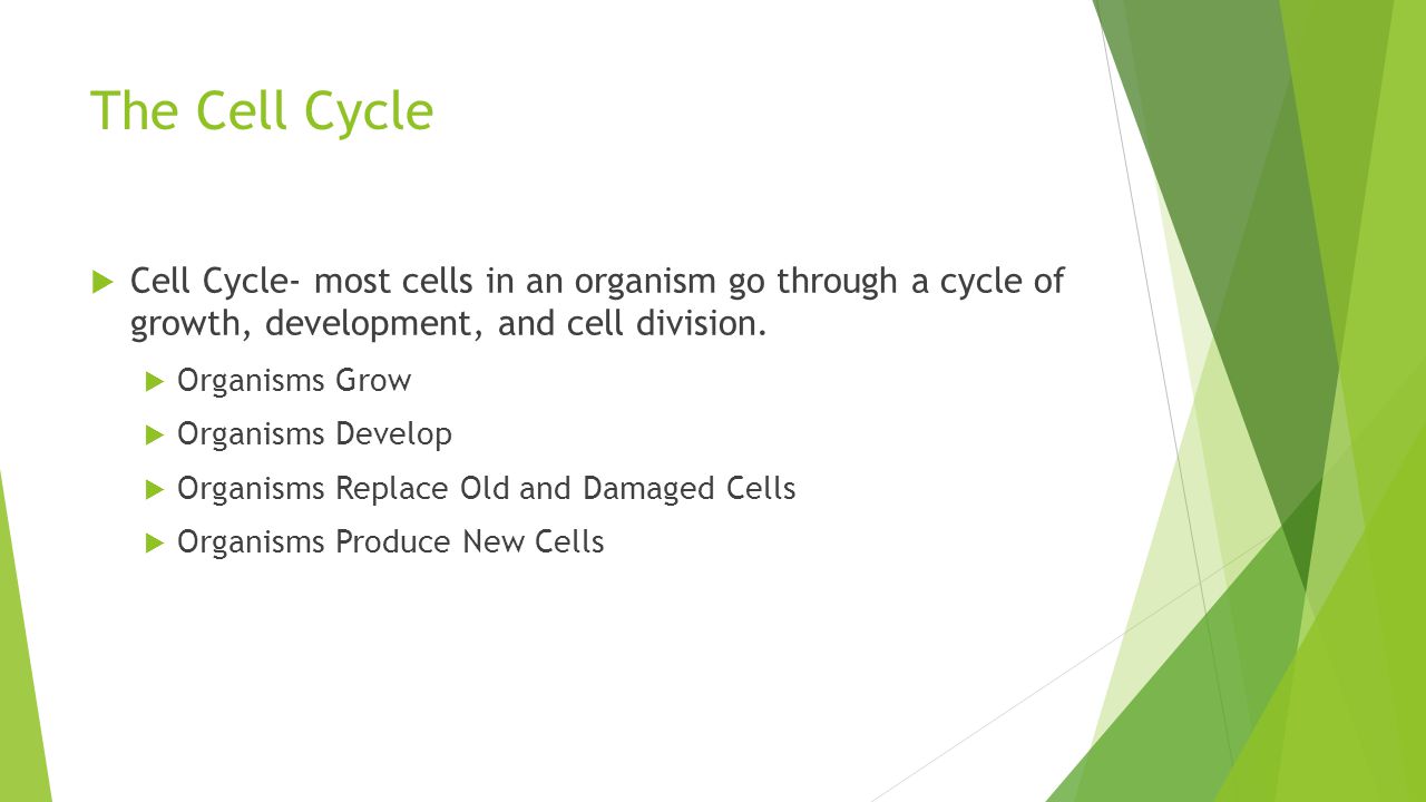 The Cell Cycle Cell Cycle- most cells in an organism go through a cycle of growth, development, and cell division.