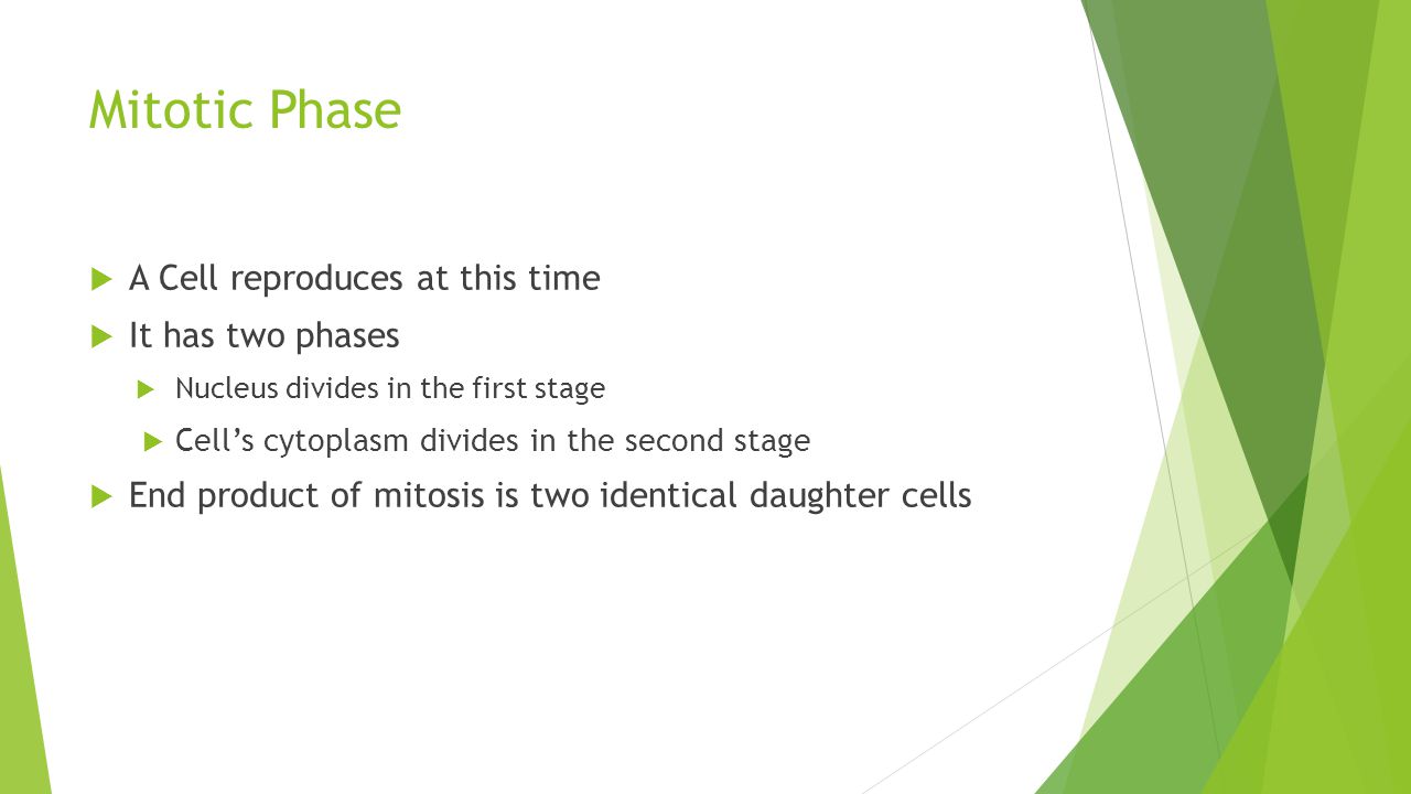 Mitotic Phase A Cell reproduces at this time It has two phases