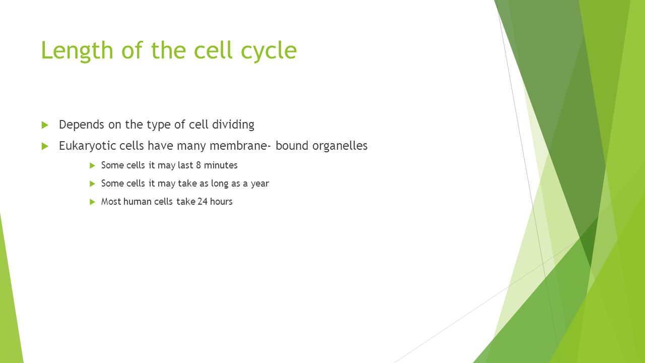 Length of the cell cycle